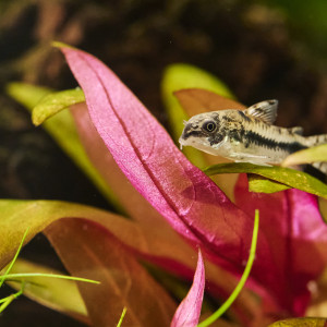 Publication de Droesbeke