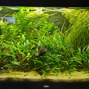 Publication de shanganagh-takhisis