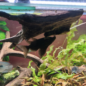 Publication de shanganagh-takhisis