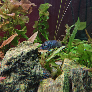 Publication de shanganagh-takhisis