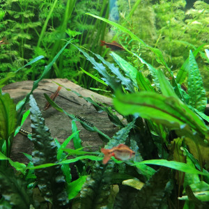 Publication de shanganagh-takhisis