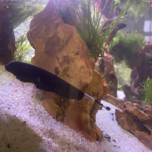 Apteronotus albifrons (Poisson couteau noir)