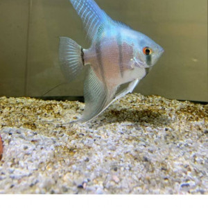 Scalaire blue diamond