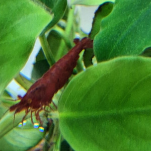 Publication de PORTELLI