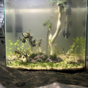 Publication de Cabernet