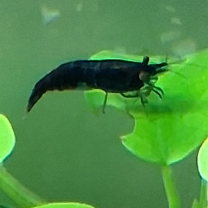 Publication de PORTELLI