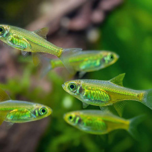 Microdevario kubotai