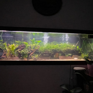 Publication de tropicalfish60