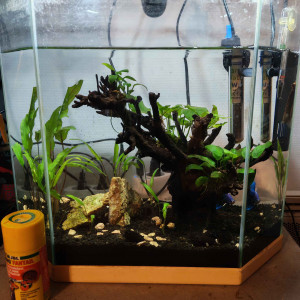 Publication de Silver11