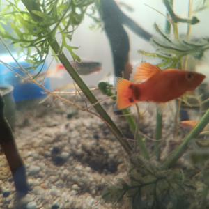 Vends Platy