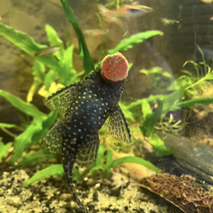 Ancistrus temincki femelle 8-9cms