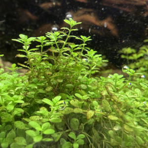 Publication de Thibaut12390