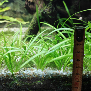 Plantes diverses