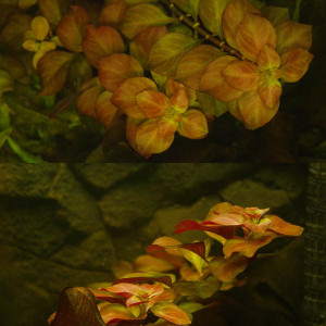 Publication de YvesL