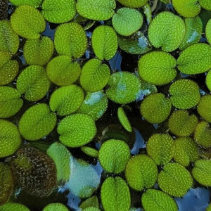 Salvinia minima (petite Salvinie)