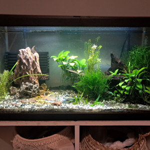 Publication de PassionAQUA