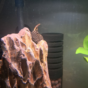 Publication de PassionAQUA