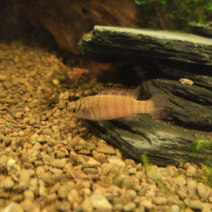 Publication de lolo95