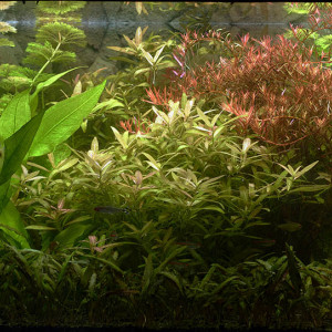 Aquarium communautaire  de 150 litres nets 200 bruts