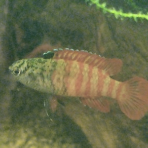 Publication de lolo95