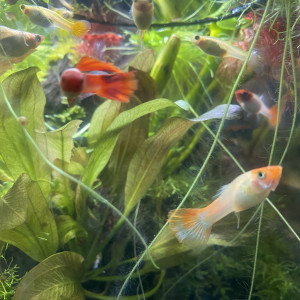 Guppy Kohaku Femelles Adultes Hors sélection