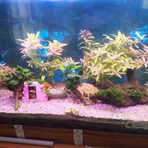 Publication de rsnt19x