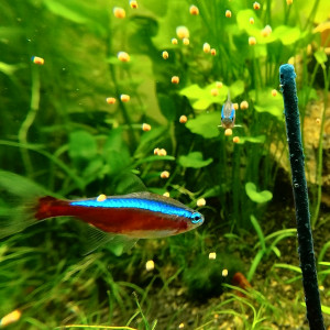 Publication de LaRenardouce