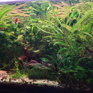 Publication de laurent-galichet