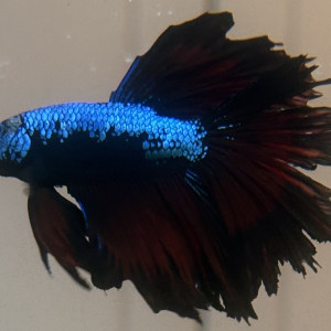 Publication de Treks