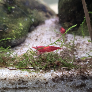Crevette red cherry
