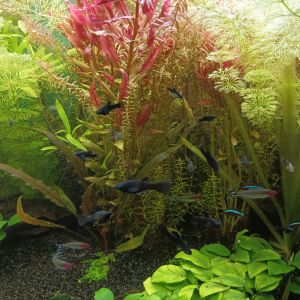 Echange plantes contre poissons calmes