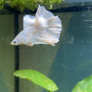 Publication de Leonard070612