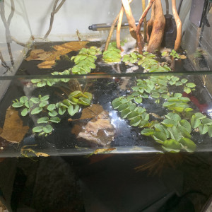 Publication de luciol3