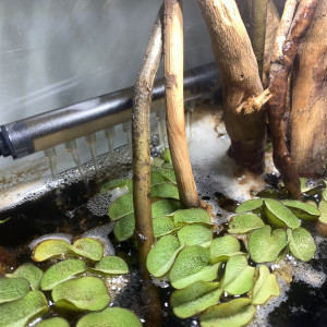 Publication de luciol3