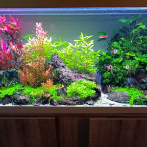 Publication de Willem