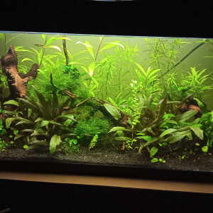 Publication de Gorthak