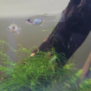Guppy endler