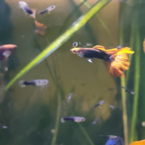 Guppy koi tricolore de souche stable tres bonne génétique