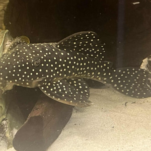 Ancistrus Snow Ball L-142