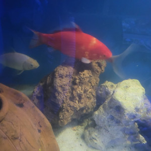 7 voiles de chine de disponible en 25 cm