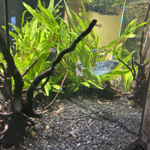 Guppys