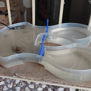 Triops longicaudatus