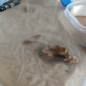 Publication de ilovehamster78