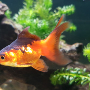 Publication de NEGUS69