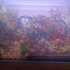 Publication de Ironangel1981