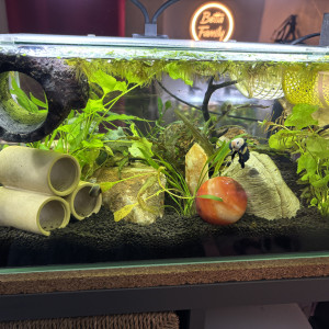 Publication de MamZ-L94