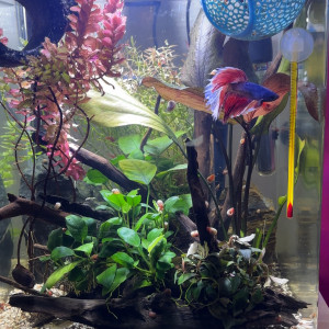 Publication de MamZ-L94