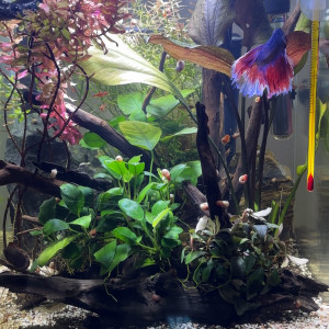 Publication de MamZ-L94