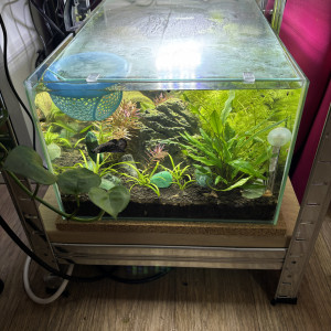 ZOLUX betta rek 24 Sushi betta plakat samurai