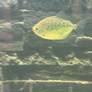 Metynnis